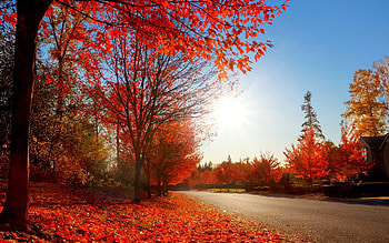 Road, , Fall, Tree HD wallpaper