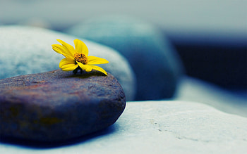 Rock, Flower, Macro, Petals, Stone HD wallpaper