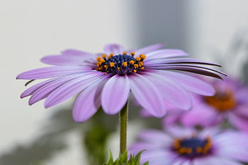 Detailed macro shot of a blooming purple daisy outdoors with a soft background. HD wallpaper