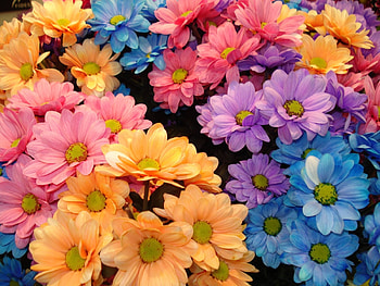 Plants, Flowers, Background, Chrysanthemum HD wallpaper