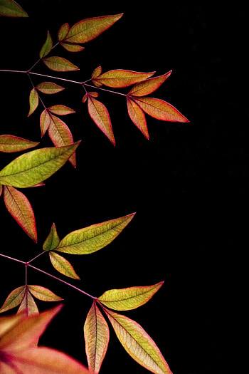 Leaves, Dark, Branch, Black Background HD phone wallpaper