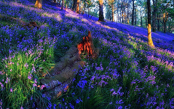 Blue Slope, blue, slope, trees, nature, flowers HD wallpaper