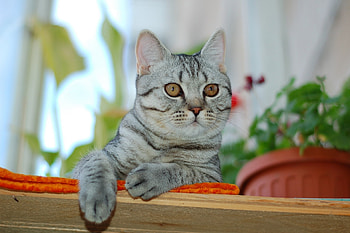 Animals, Cat, Muzzle, Sadness, Sight, Opinion, Sorrow HD wallpaper