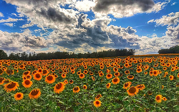 Sunflowers in France, clouds, France, sunflowers, field HD wallpaper