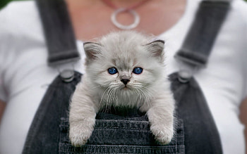 Ragdoll kitten in pocket, Cute and cuddly, Gray cat with blue eyes, High-quality HD wallpaper