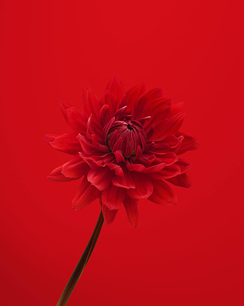 Flowers, Flower, Petals, Dahlia HD phone wallpaper
