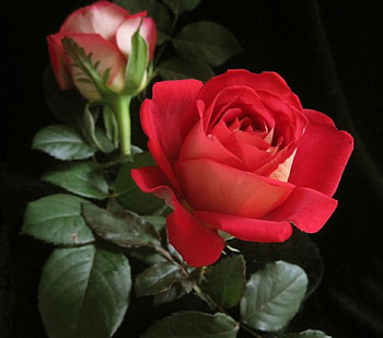 Tenderness, rose, leaves, bud, petals, green, red, nature, flowers HD wallpaper