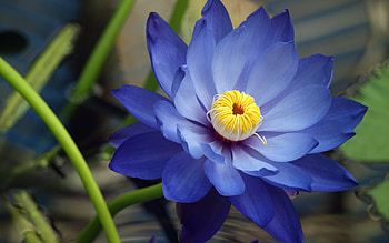 Blue lotus, blue, yellow, flower, nature, macro, lotus, lily HD wallpaper
