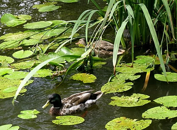 Mr and Mrs Mallard, duck, animals, nature, sun, lake HD wallpaper