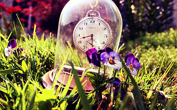 Grass, Pansies, Summer, Clock, Miscellanea, Miscellaneous, Glass HD wallpaper