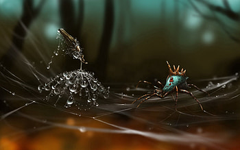 Web, Macro, Spider, Dandelion, Seeds, Seed HD wallpaper