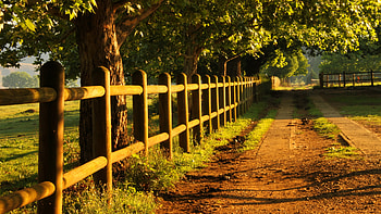 Country Road, sunshine, leaves, fence, trees, grass HD wallpaper