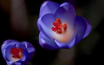 Plants, Flowers HD wallpaper