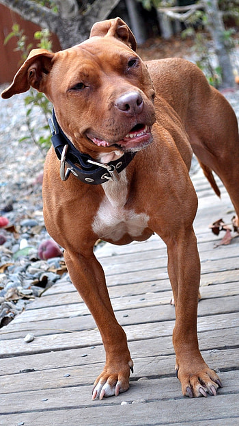 Pitbull Dog, Red HD phone wallpaper