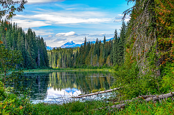 Nature, Trees, Lake, Forest, Branches, Fir, Spruce HD wallpaper