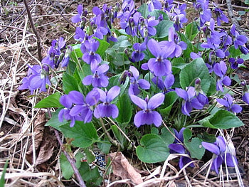 violets, blue, spring, flower HD wallpaper