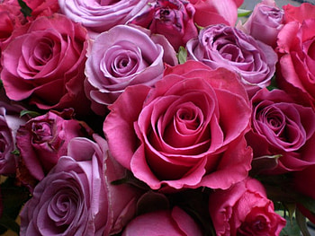 Lovely Pink Shaded Roses., sweetness, beautiful, grace, gladness HD wallpaper
