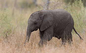 little elephant, cute animals, Africa, gray elephant, wildlife, wild animals, elephants HD wallpaper