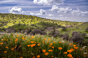 Nature Landscape: Vibrant Hills and Blooming Wildflowers, nature, landscape HD wallpaper