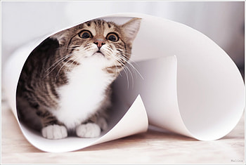 Cute Cat, playing, kitty, cute, cat, small, paper, lovely HD wallpaper