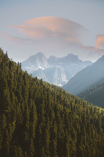 Stunning landscape of the evergreen forest and mountains in Teberda, Russia. HD phone wallpaper