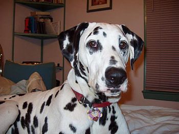 a dalmation mascot for fire trucks, dog, animal, dalmation, spotted HD wallpaper
