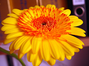 gerbera, flowers, yellow gerbera, yellow, flower HD wallpaper