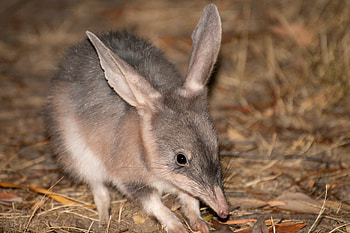 Macrotis (Bilby), Greater bilby habitat, Lagotis species, Inaturalist wildlife HD wallpaper