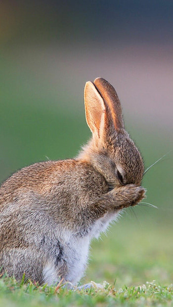 Rabbit , High-resolution rabbit , and bunnies, Superior quality HD phone wallpaper