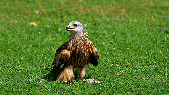 Animals, Grass, Bird, Predator, Eagle HD wallpaper