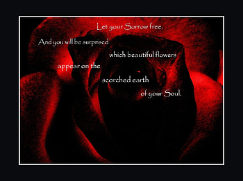 Let Your Sorrow , rose, words, sorrow, red HD wallpaper