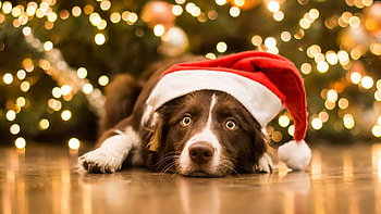 Christmas Dog, Cute Dogs HD wallpaper