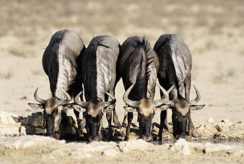 Animals, Buffalo, Horns, Watering, Buffaloes, Waterhole HD wallpaper