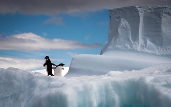 penguins on ice, Antarctica, iceberg, penguins, blue sky, ice, snow, winter HD wallpaper