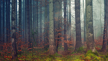 Woodland in daylight, Fall season, Dawn's beauty, Nature's wonder HD wallpaper