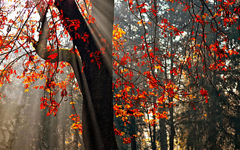 Autumn leaves, woods, glow, fall, beautiful, nice, mist, falling, leaves, branches, trees, nature, calm, lovely, forest, foliage HD wallpaper