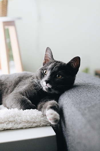 Animals, Cat, Muzzle, Pet, Sight, Opinion HD phone wallpaper