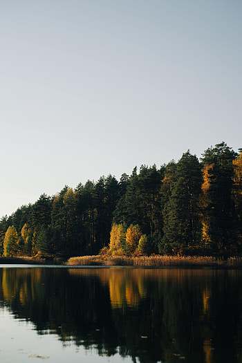 Nature, Water, Trees, Lake, Reflection, Forest HD phone wallpaper