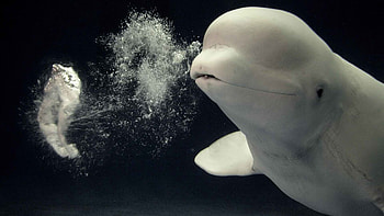Animal fade, , Whale, Ryan Mercado HD wallpaper