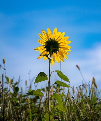 Flowers, Flower, Petals, Field, Sunflower HD phone wallpaper