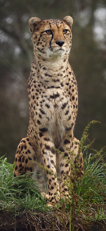 cheetah ry, Wild beauty captured, Striking XS Max , Stunning graphy HD phone wallpaper