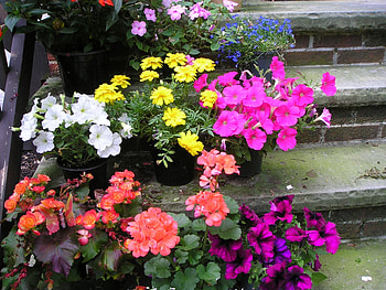 The back steps, summer, gardens, flowers, brecksville HD wallpaper