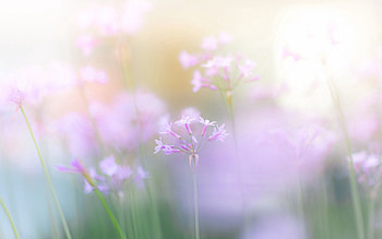 Grass, Flower, Macro HD wallpaper
