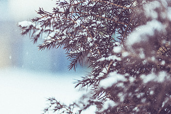Winter Tree Snow , winter, snow, nature HD wallpaper