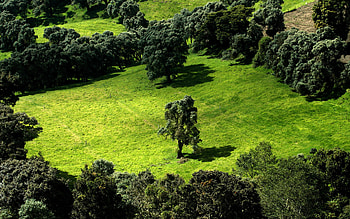 Plants, Landscape, Trees HD wallpaper
