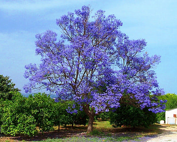 Branches of blue, blue, branches, spring, tree HD wallpaper