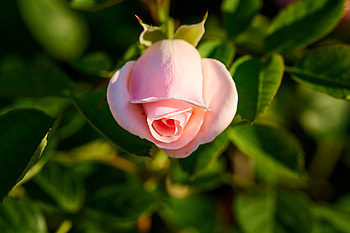 Rose, pink, nature, flower HD wallpaper