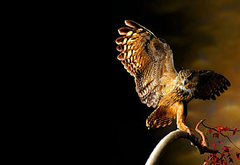 Silent Death, branch, beak, feathers, eyes, flowers, owl HD wallpaper