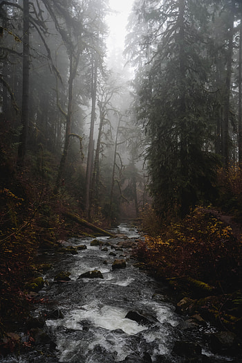Forest, Nature, Rivers, Trees, Fog, Creek, Brook HD phone wallpaper