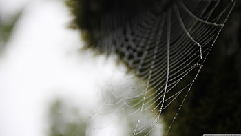 Spider web, graphy, , abstract, close-up, nature, web, , macro HD wallpaper